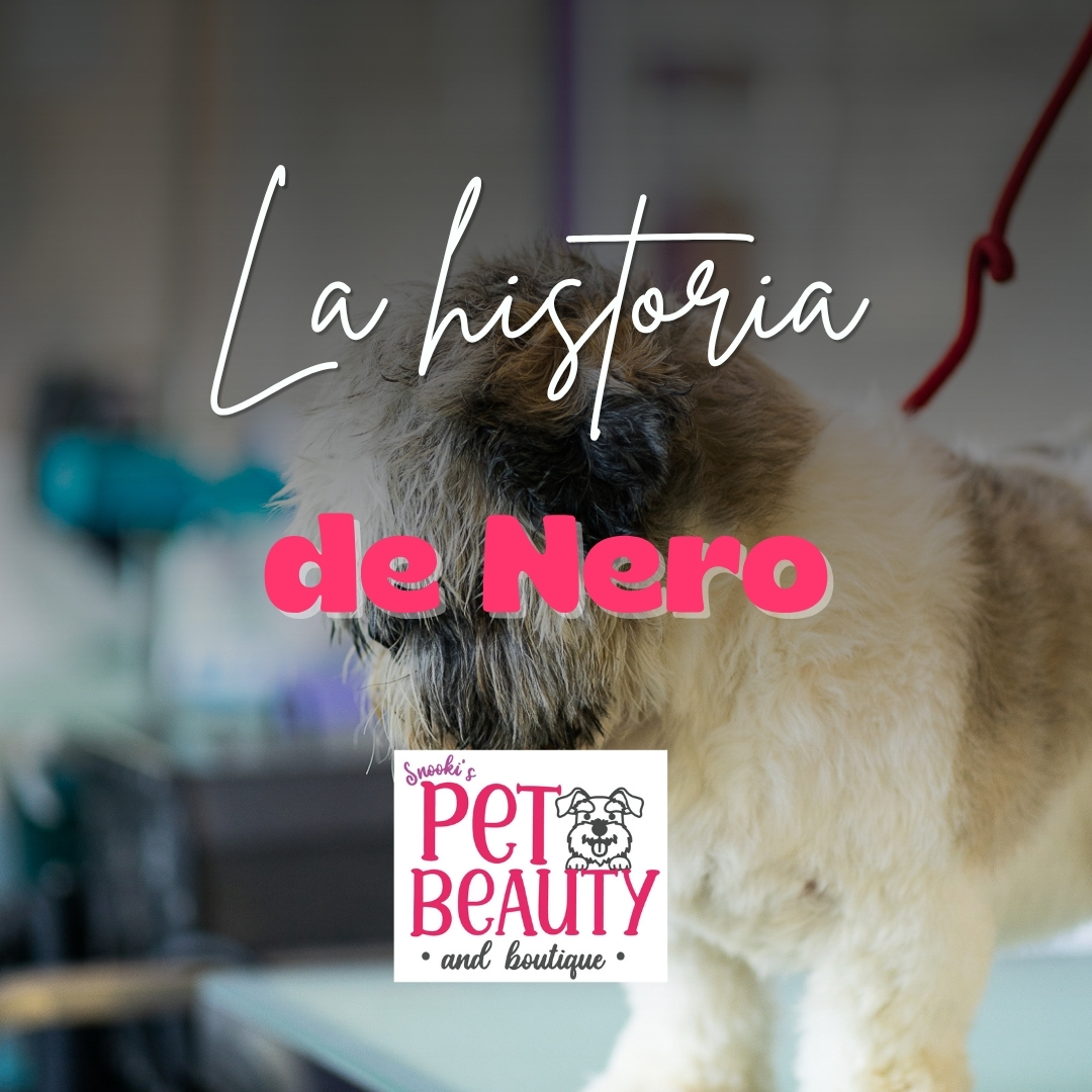 PetBeauty & Boutique
